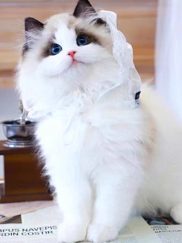 猫舍直销,批发价出售,布偶猫